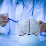 Is Your Brain a Plastic Dump? New Findings A doctor pointing at a brain model with a pen
