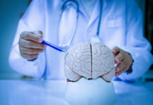 A doctor pointing at a brain model with a pen