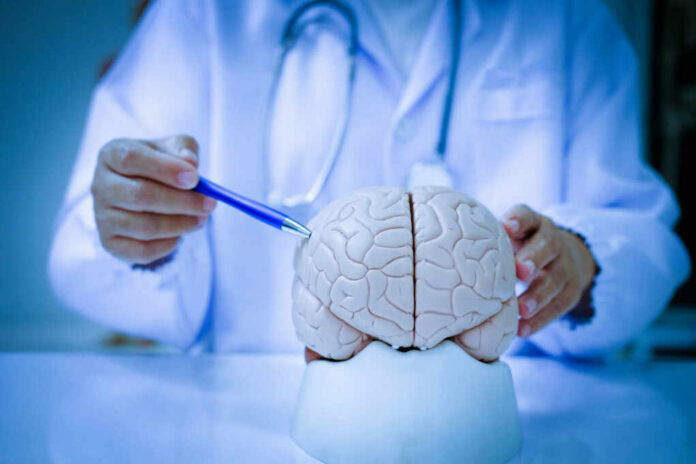A doctor pointing at a brain model with a pen