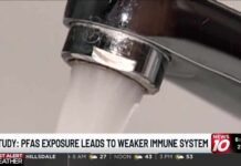 MSU study links PFAS exposure to weakened immune system