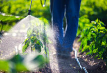 A farmer spraying pesticide on green plants in a field