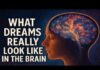 What Happens to Your Brain When You Dream 🌙 | REM, Memory & Consciousness.