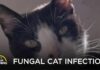 Deadly Fungal Disease in Cats Spreading to Other Countries | Your Morning