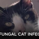 Deadly Fungal Disease in Cats Spreading to Other Countries | Your Morning