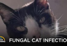 Deadly Fungal Disease in Cats Spreading Fast Across Borders Deadly Fungal Disease in Cats Spreading to Other Countries | Your Morning