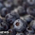 FDA upgrades frozen berry recall to highest risk level