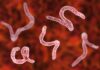 Parasitic worms under a microscope