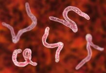 Parasitic worms under a microscope