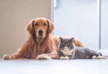 Golden retriever and gray cat lying on floor