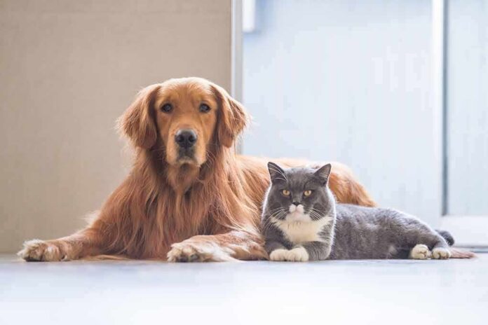 Golden retriever and gray cat lying on floor