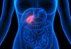 Human torso anatomy highlighting the gallbladder