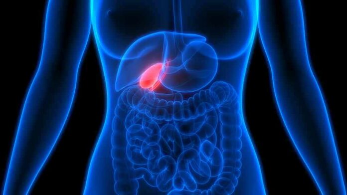 Human torso anatomy highlighting the gallbladder
