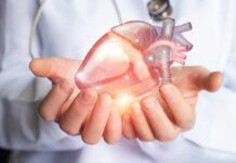 Hands holding a digital heart model