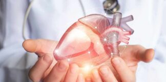Hands holding a digital heart model